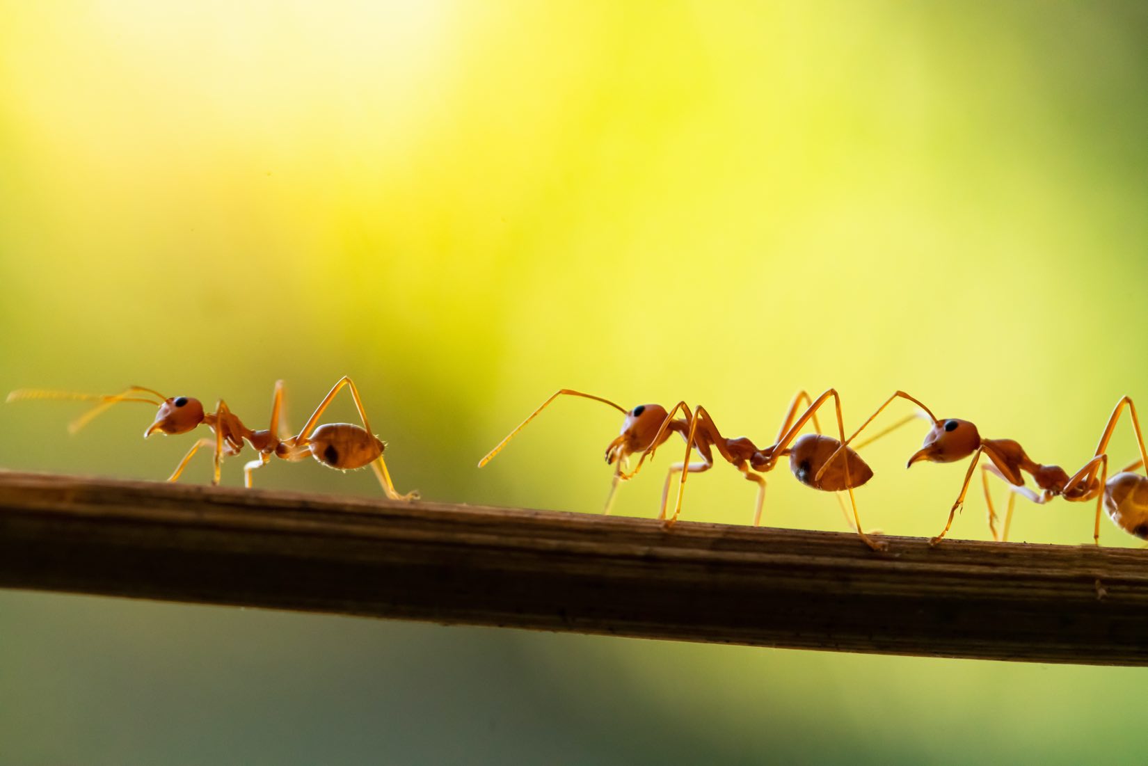 ants 2 Atlas Pest And Wildlife Control Ltd