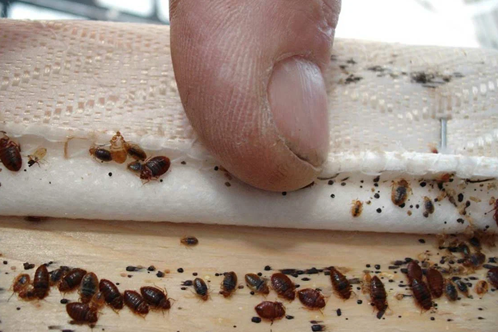 locations main images 0078 Bed Bug ASM Pest Exterminator | Best Pest Control Company in Langley