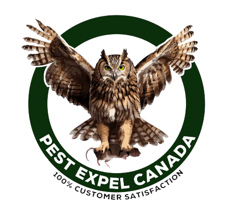 2 2 Bird Control Brampton: Protect Your Property with Pest Expel Canada