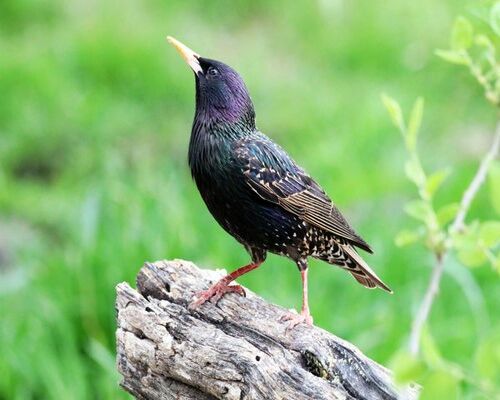 birds control and removal Canada 1 Bird Control Brampton: Protect Your Property with North Star Pest Control
