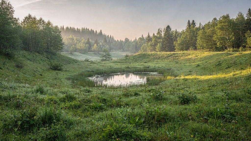 Open grassy meadow bowl with a small wildlife pond surrounded by forest at Aldergrove Regional Park Langley BC