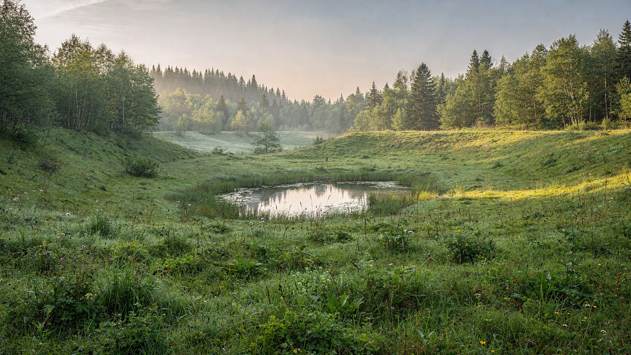 aldergrove featured langley Aldergrove Regional Park: A Guide to Langley's Meadows, Trails, and Old Swimming Grounds Open grassy meadow bowl with a small wildlife pond surrounded by forest at Aldergrove Regional Park Langley BC