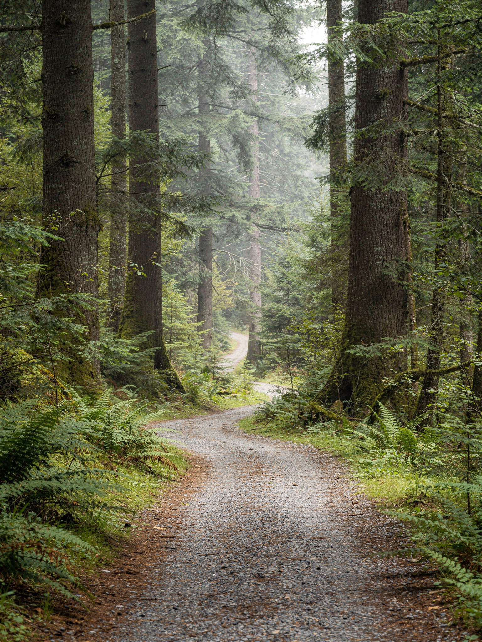 aldergrove sec0 langley Aldergrove Regional Park: A Guide to Langley's Meadows, Trails, and Old Swimming Grounds Trails Through Forest and Farmland