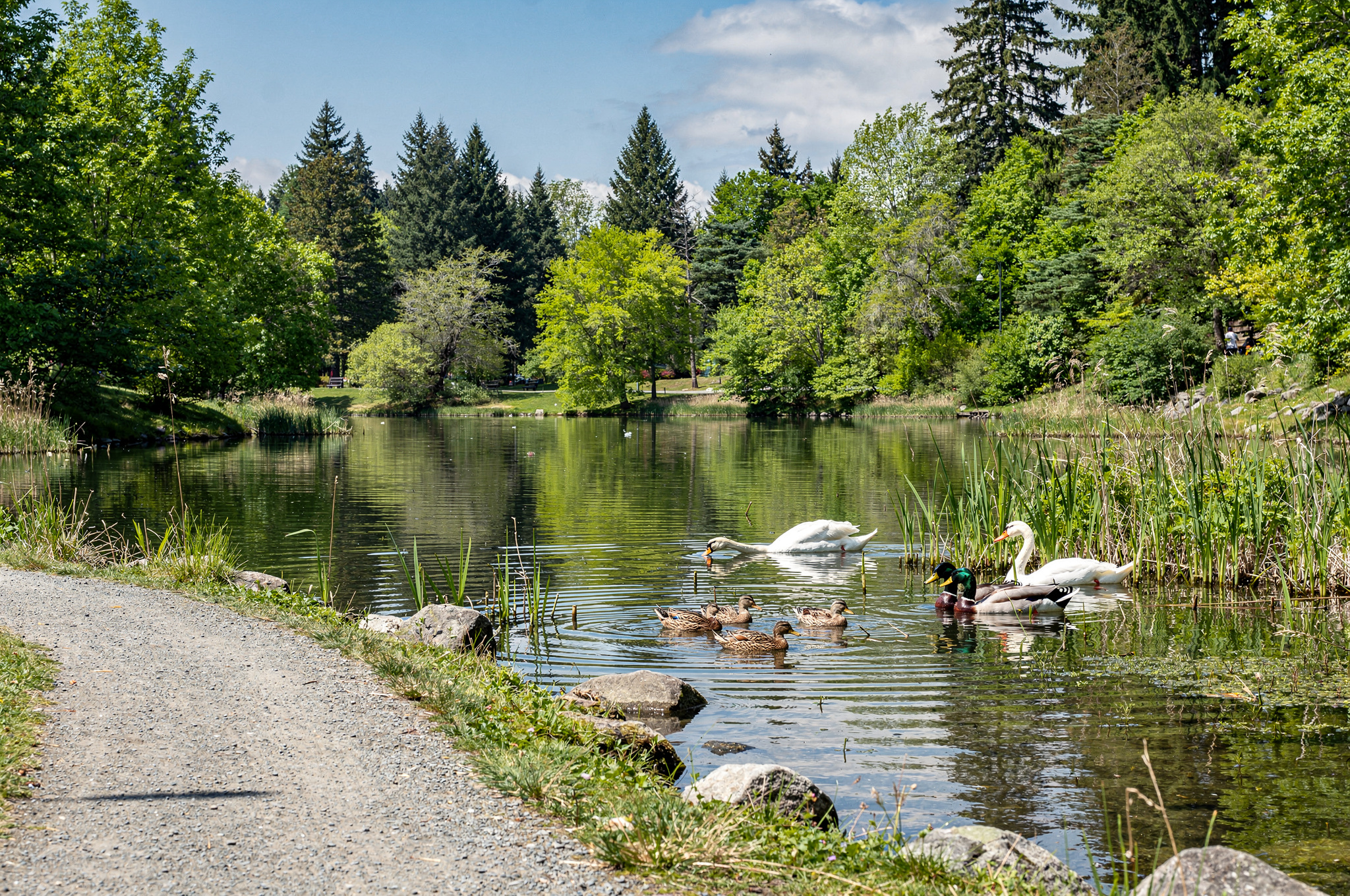 brydon lagoon local ducks and swan at lake edge v2 Parks In Langley for family outings brydon lagoon local ducks and swan at lake edge | GPS: 49.110551, -122.577621