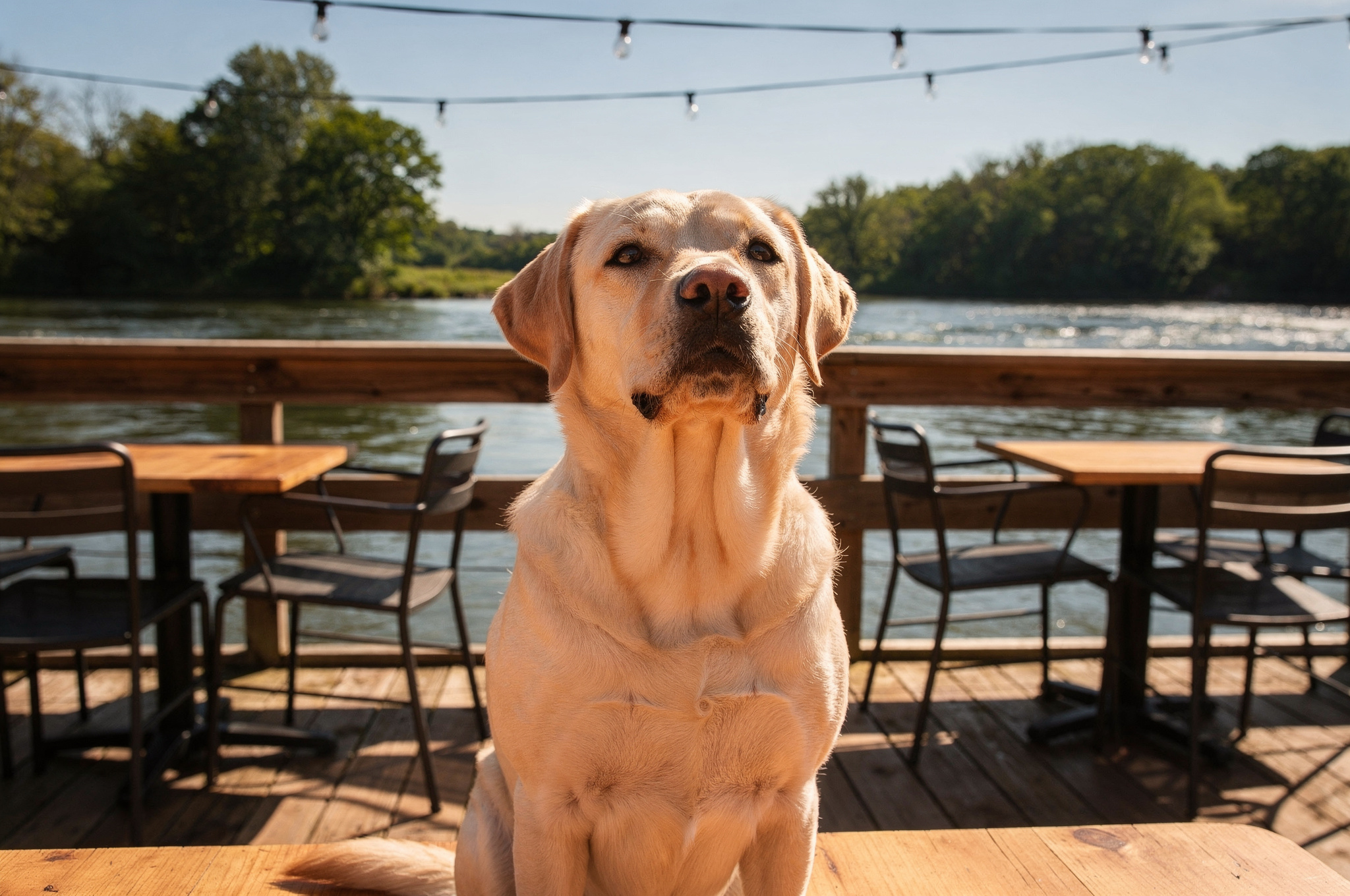 dog friendly patio langley people and dog 2023 v2 Where to Eat With Your Dog in Langley BC dog friendly patio langley people and dog 2023 | GPS: 49.146887, -122.524776