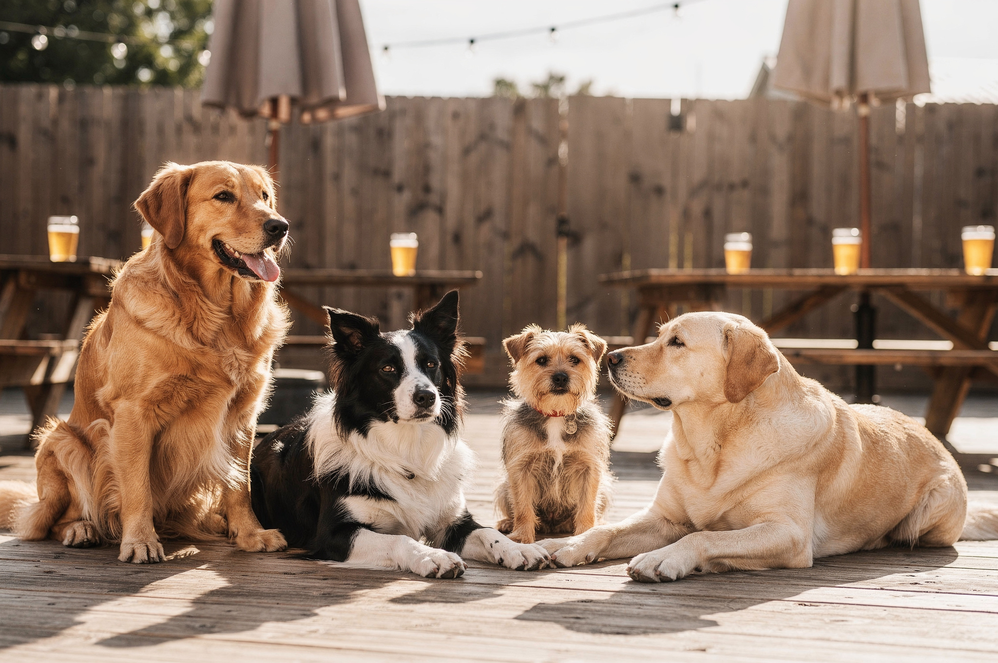 golden retriever border collie dog beer local patio v2 Where to Eat With Your Dog in Langley BC golden retriever border collie dog beer local patio | GPS: 49.097089, -122.600822