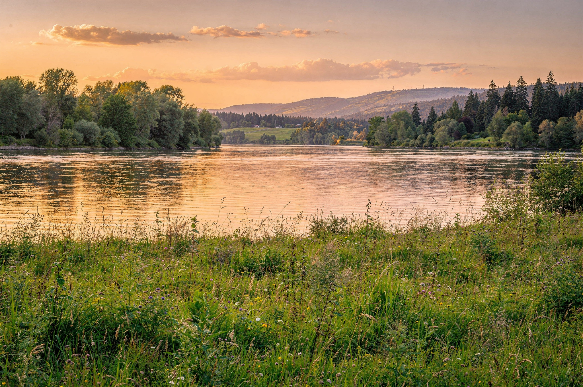 Golden hour view of the Fraser River lined with trees and wildflower meadow near Langley BC